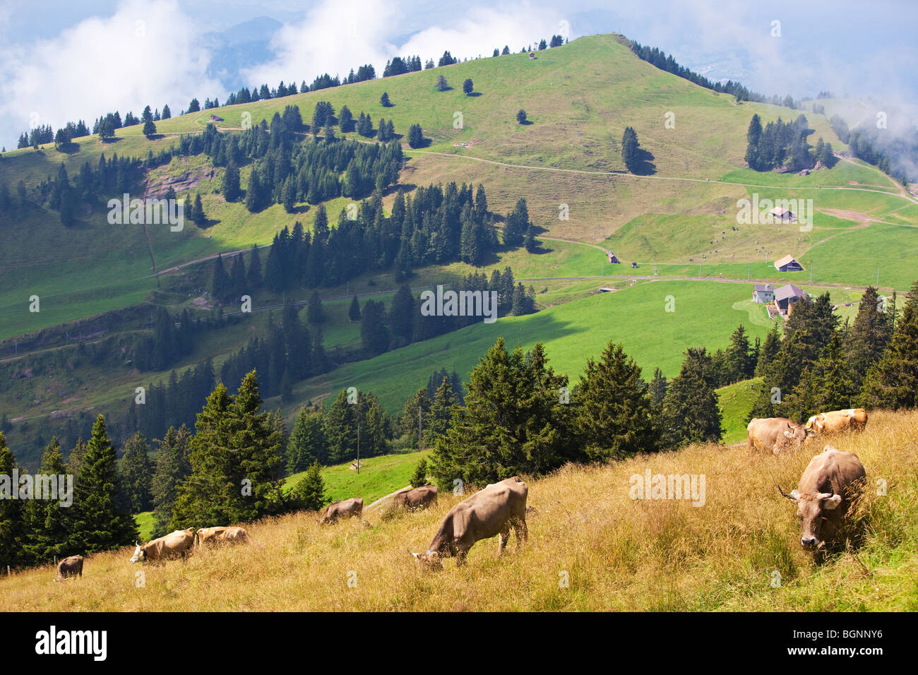Paesaggio delle Alpi con vacche su un campo. Foto Stock
