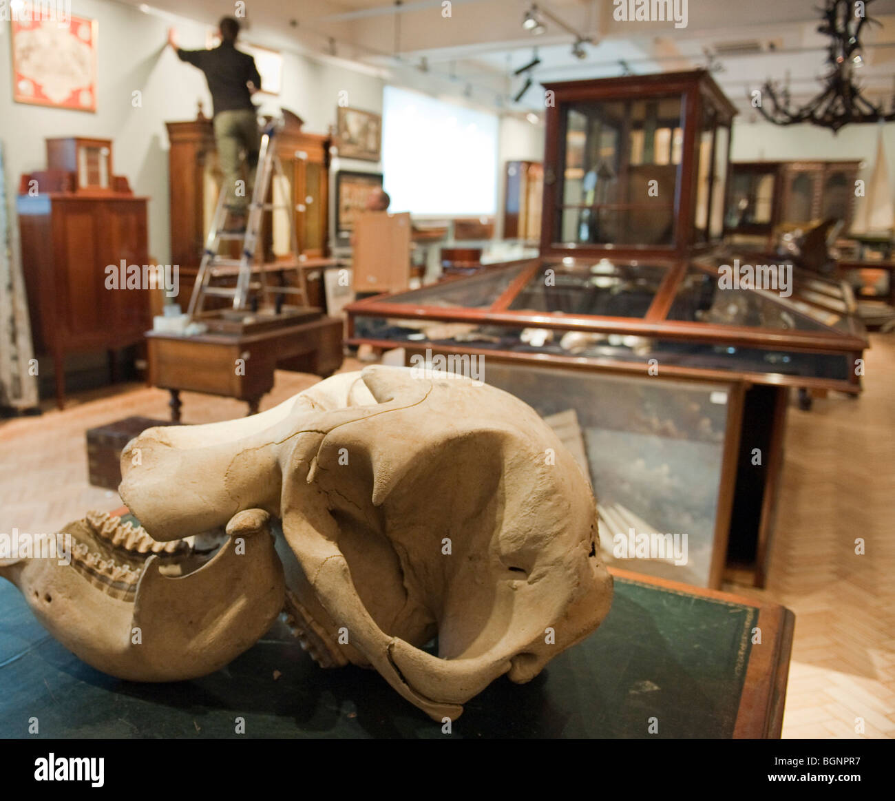 Un antico elefante africano del cranio del XIX secolo tra le partite di Gentleman annuale della Biblioteca vendita a Bonham's London Foto Stock