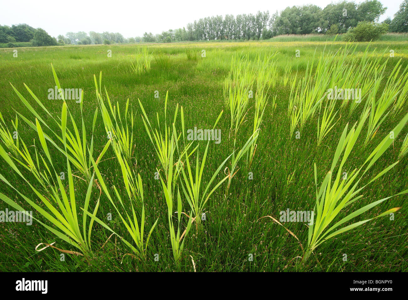 Comuni / giunco di latifoglie tifa / maggiore bullrush / Grande Reedmace (Typha latifolia) Foto Stock