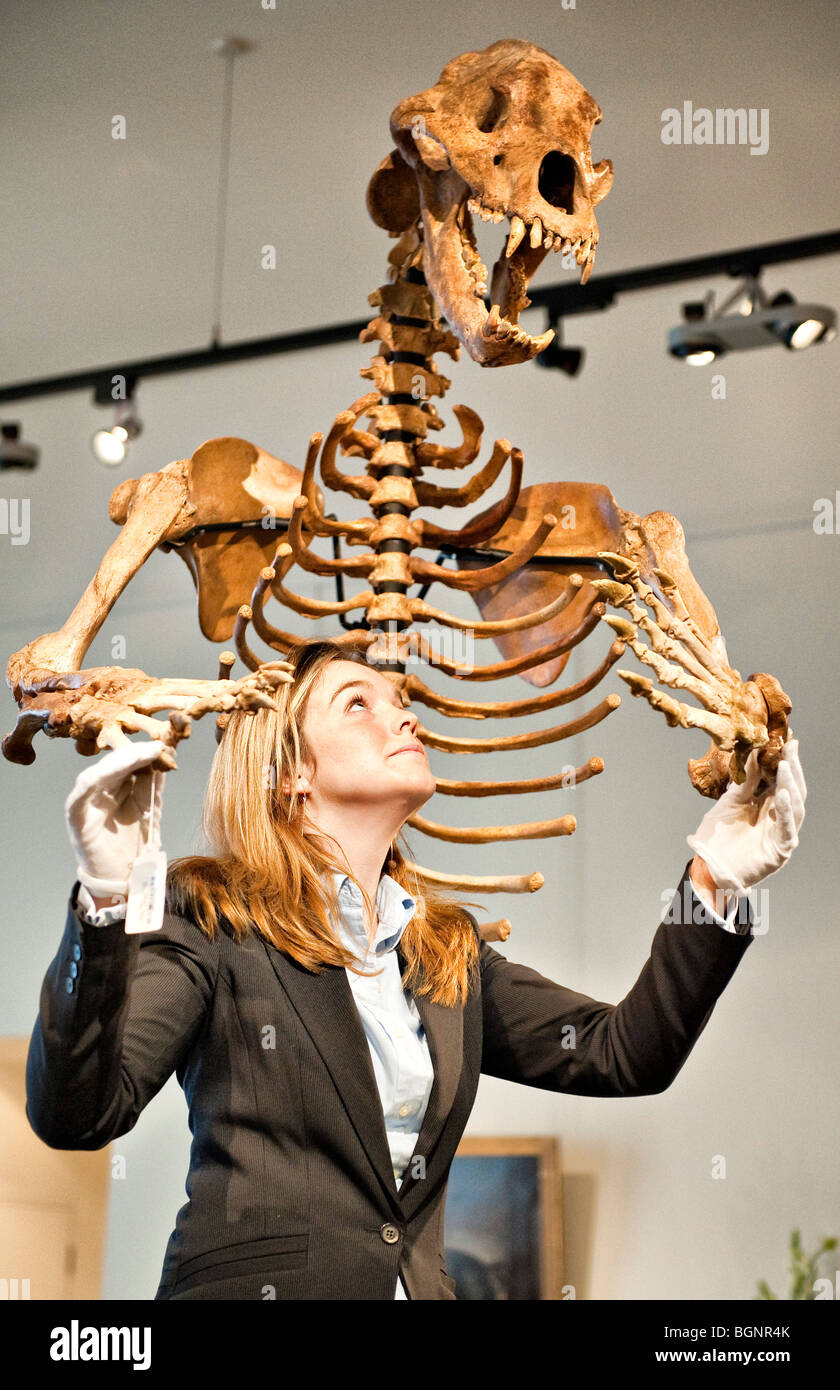 Un Bonhams Auction House dipendente mostra un enorme ice age orso delle caverne scheletro Foto Stock