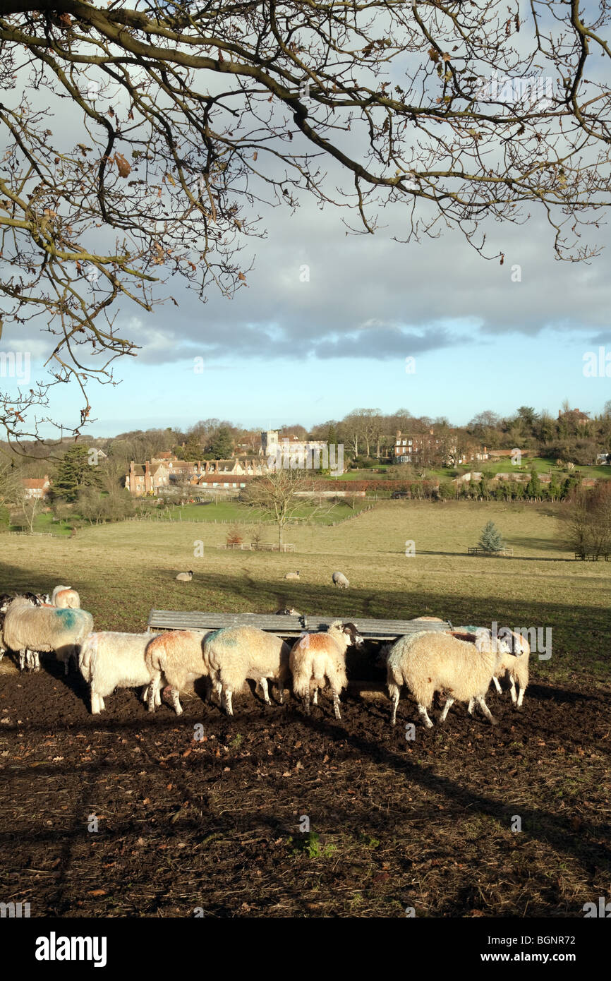 Un allevamento di pecore nel villaggio di Ewelme, esempio di farm REGNO UNITO, , Oxfordshire, Regno Unito Foto Stock