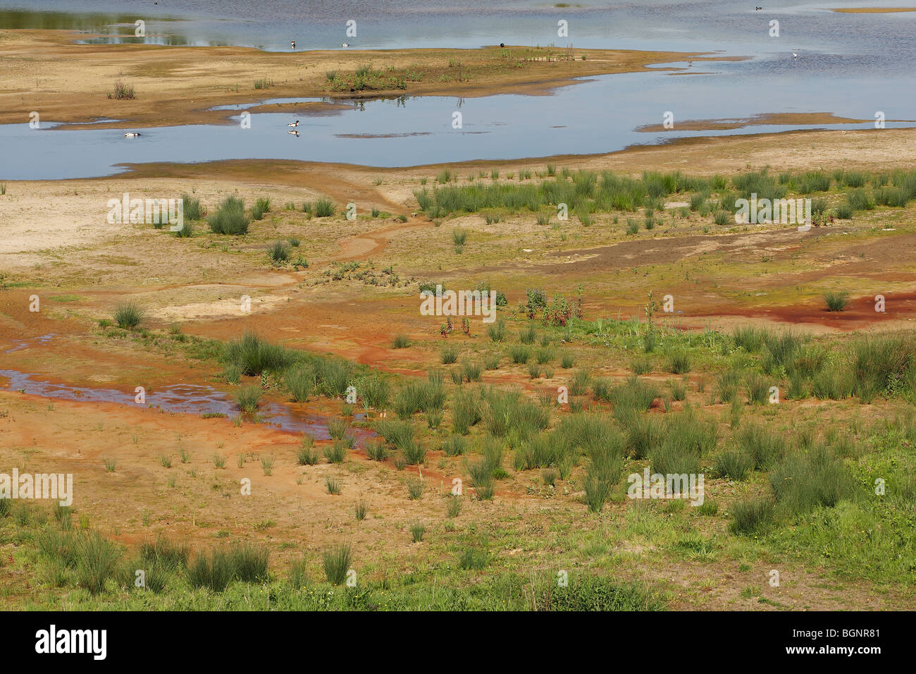 Le velme e creek nella riserva naturale Drydijk, natura allo sviluppo nel porto di Anversa, Belgio Foto Stock