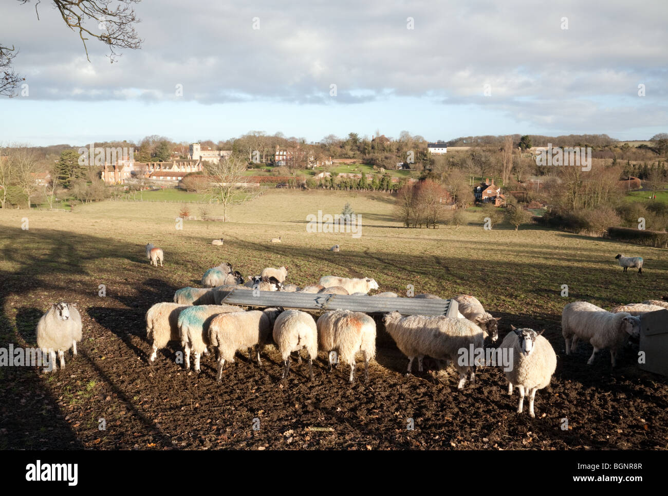 Un allevamento di pecore nel villaggio di Ewelme, esempio di farm REGNO UNITO, , Oxfordshire, Regno Unito Foto Stock