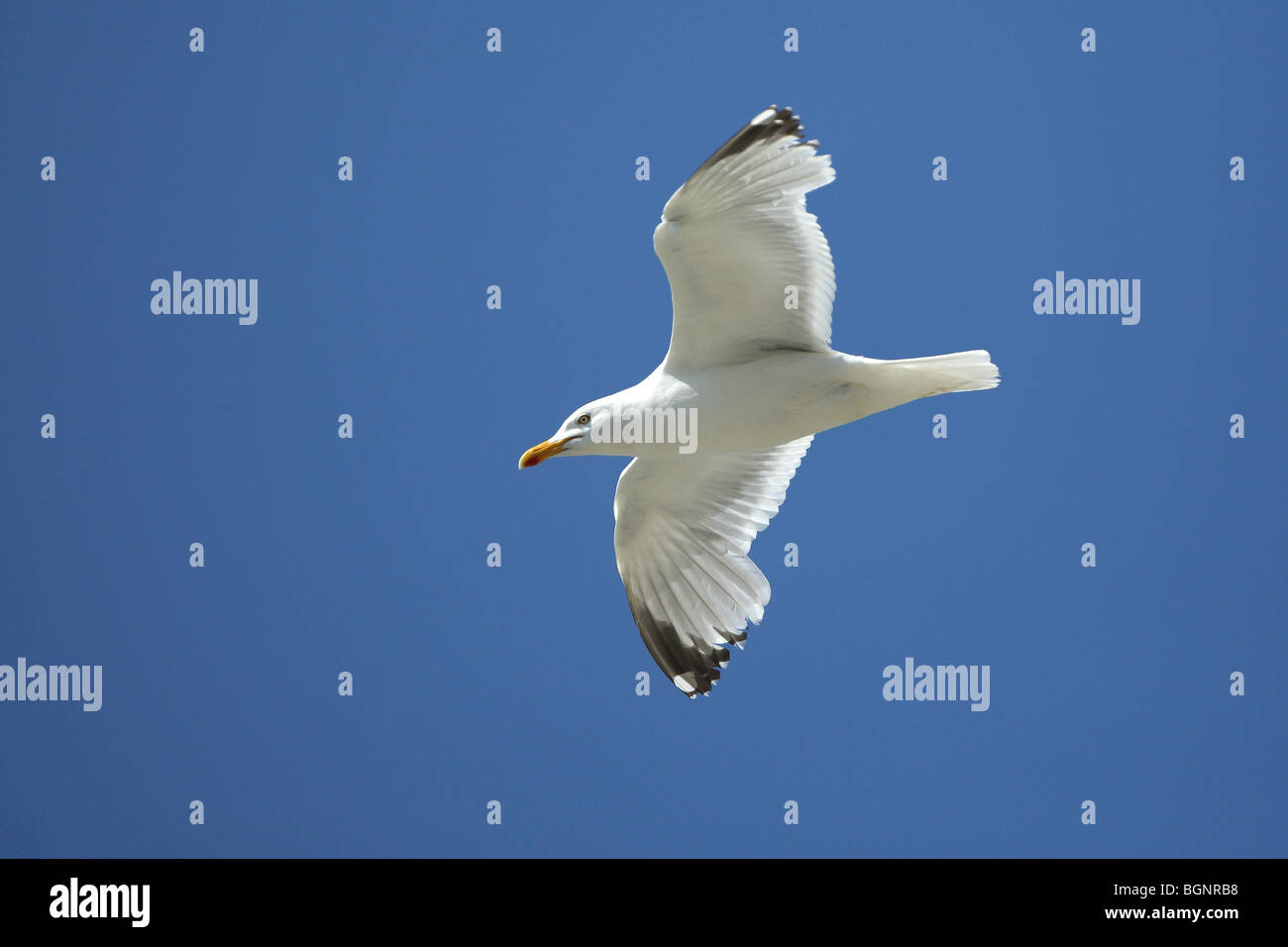 Flying Aringa Gabbiano (Larus argentatus) Foto Stock