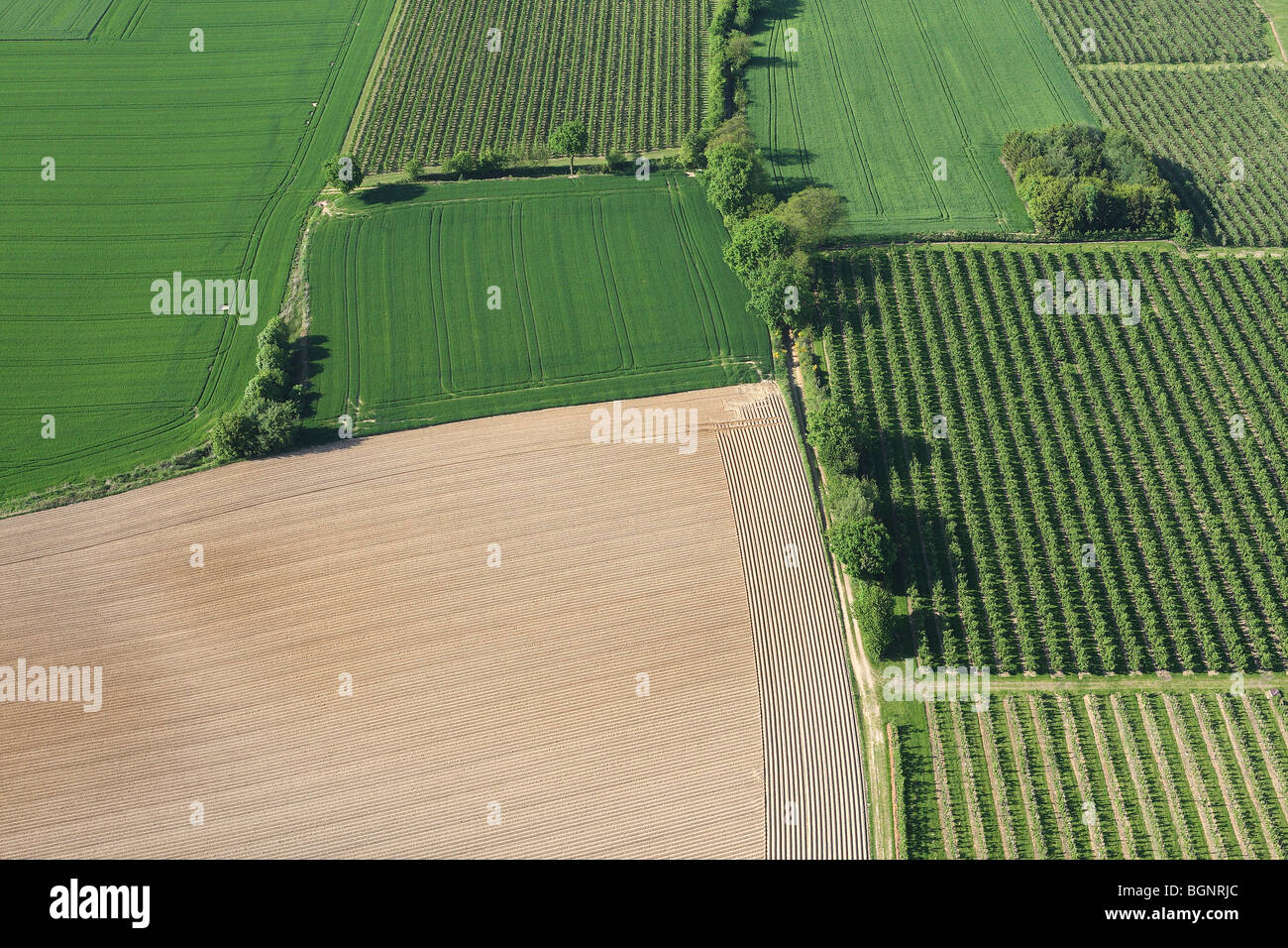 Zona agricola con i campi, praterie e siepi dall'aria, Belgio Foto Stock