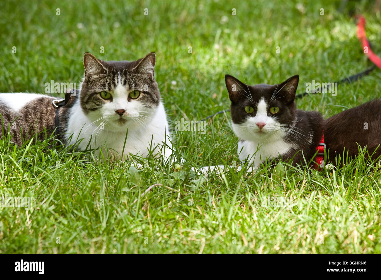 Due gatti al guinzaglio seduto in erba Foto Stock