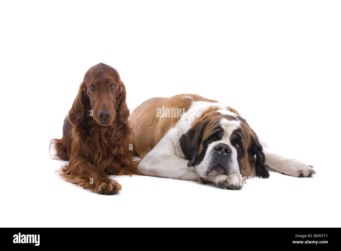 Ritratto in studio di un setter irlandese e un San Bernardo affiancati. Isolato su uno sfondo bianco. Foto Stock