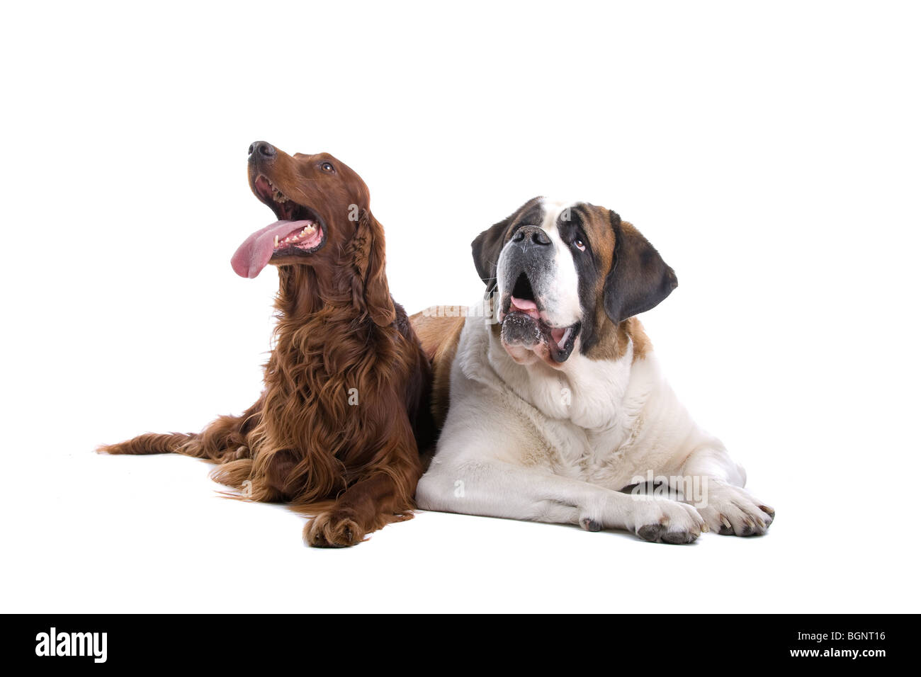 Ritratto in studio di un setter irlandese e un San Bernardo affiancati. Isolato su uno sfondo bianco. Foto Stock