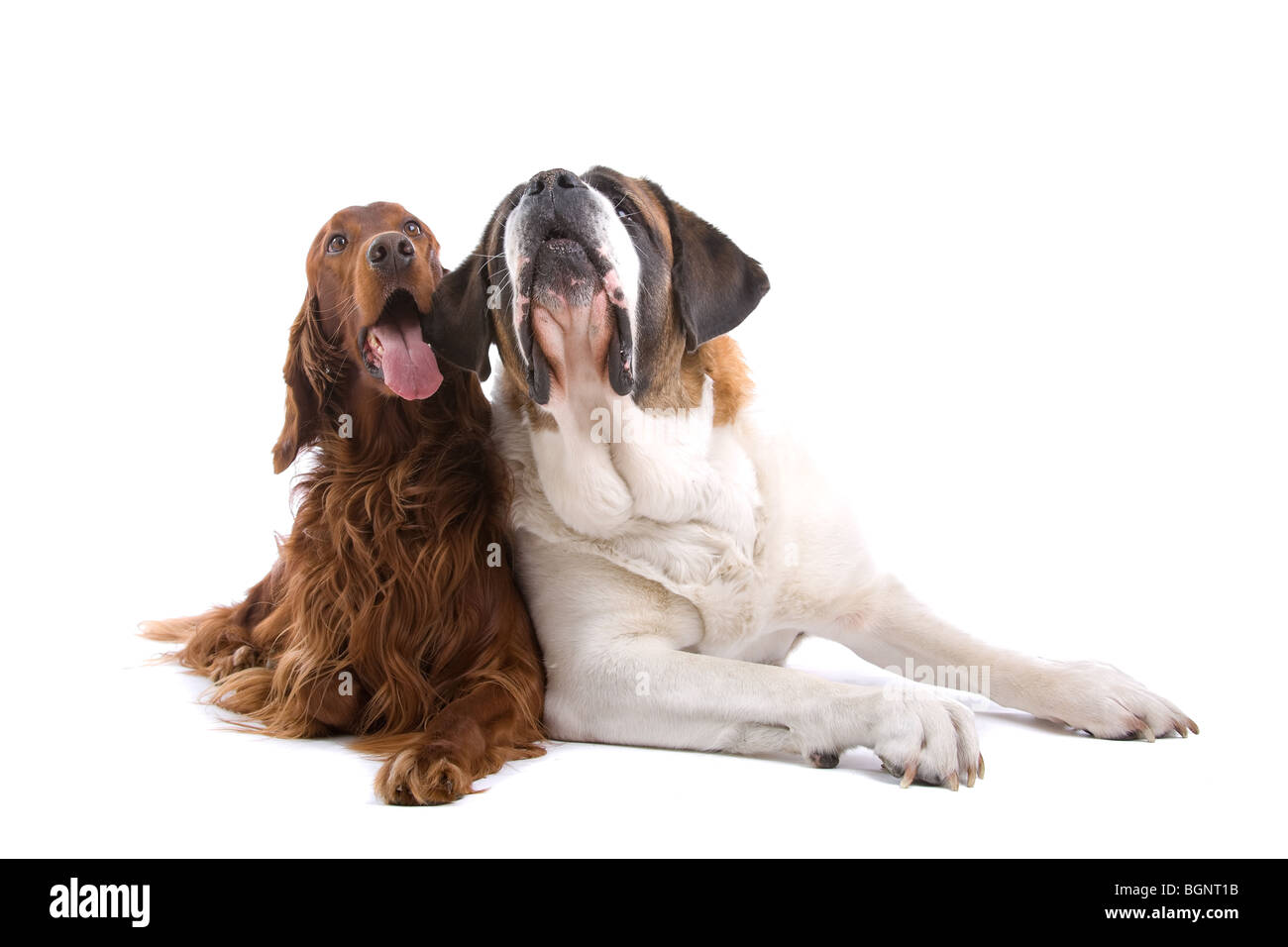 Ritratto in studio di un setter irlandese e un San Bernardo affiancati. Isolato su uno sfondo bianco. Foto Stock