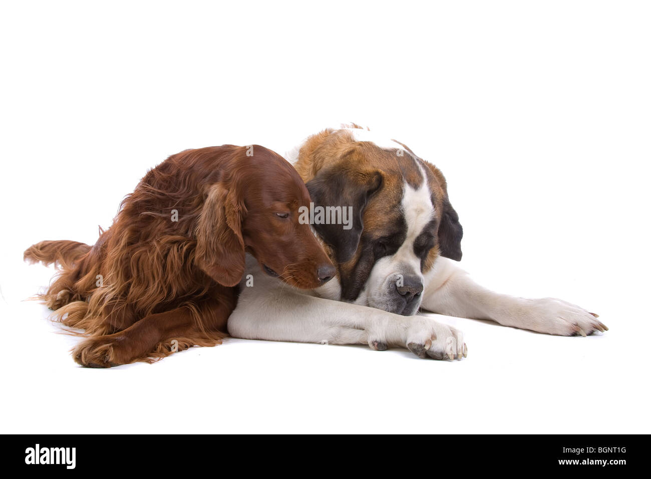 Ritratto in studio di un setter irlandese e un San Bernardo affiancati. Isolato su uno sfondo bianco. Foto Stock