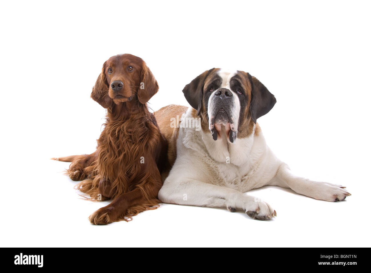 Ritratto in studio di un setter irlandese e un San Bernardo affiancati. Isolato su uno sfondo bianco. Foto Stock