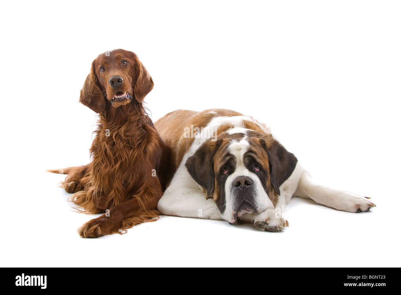 Ritratto in studio di un setter irlandese e un San Bernardo affiancati. Isolato su uno sfondo bianco. Foto Stock