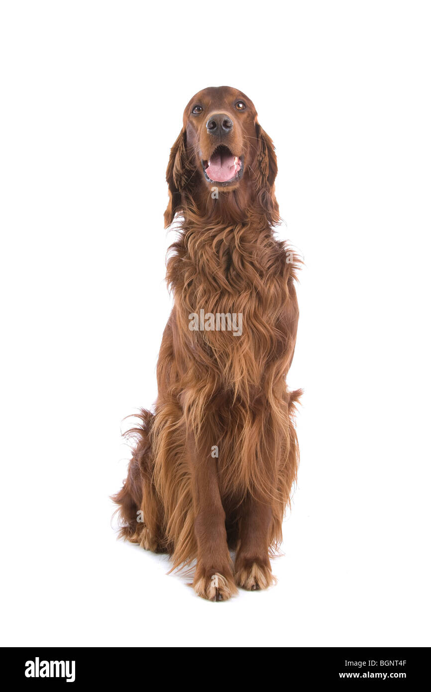 Ritratto di un Irlandese Setter rosso su sfondo bianco Foto Stock