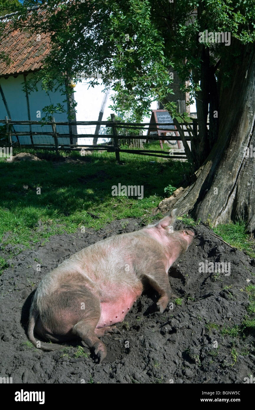 Suini domestici (Sus scrofa domestica), seminare dormire e prendere il sole nel fango del pantano presso l'azienda Foto Stock