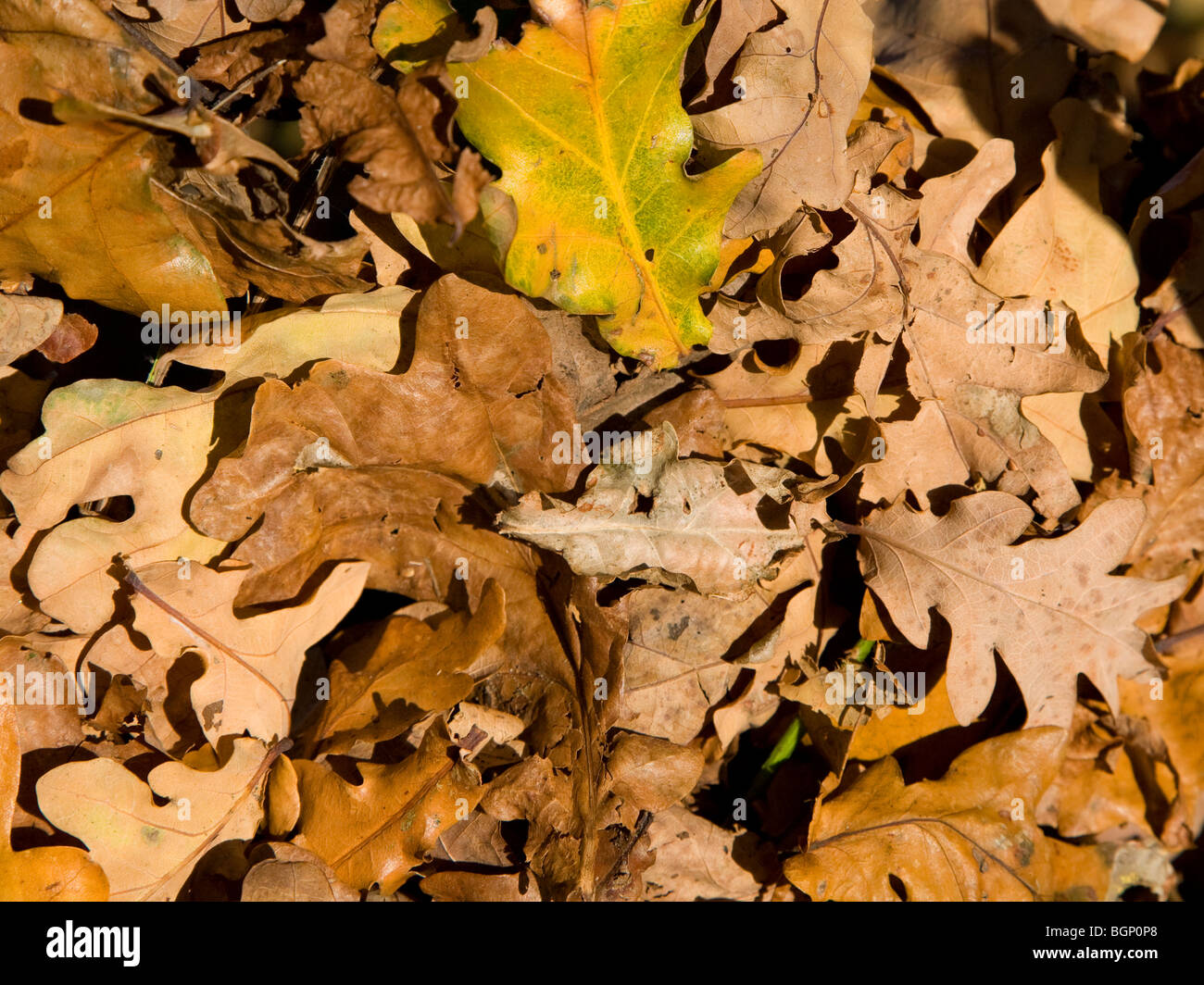 Figliata di foglia quercia lascia sul terreno in inverno Foto Stock
