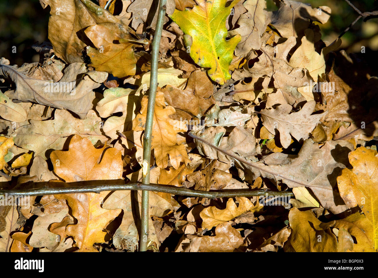 Figliata di foglia quercia lascia sul terreno in inverno Foto Stock