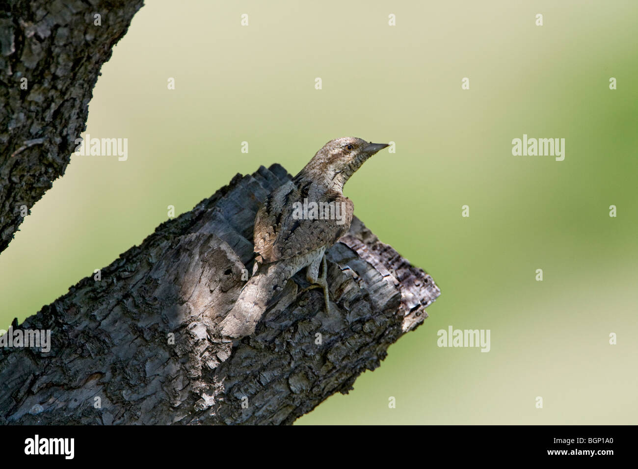 Eurasian spasmodico (Jynx torquilla) appollaia Foto Stock