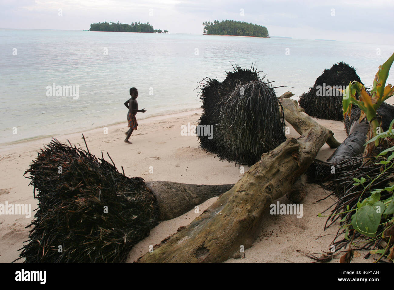 Caduto palme di cocco, le loro radici esposte dall'erosione del mare della terra, Carterets Atoll, Papua Nuova Guinea Foto Stock