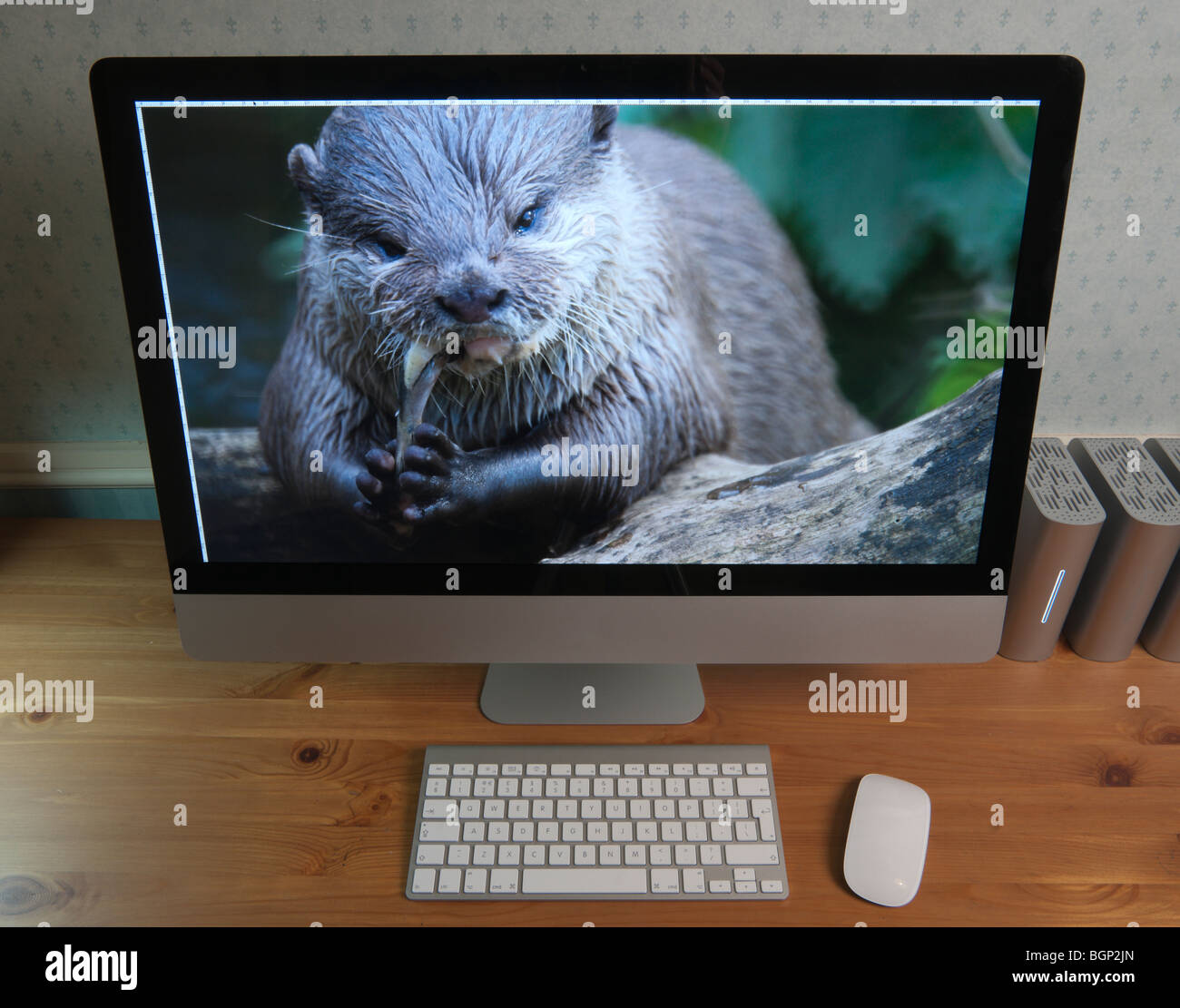 Apple iMac 27' con loghi ritoccate fuori - immagine sullo schermo piccolo orientali artigliato otter Foto Stock