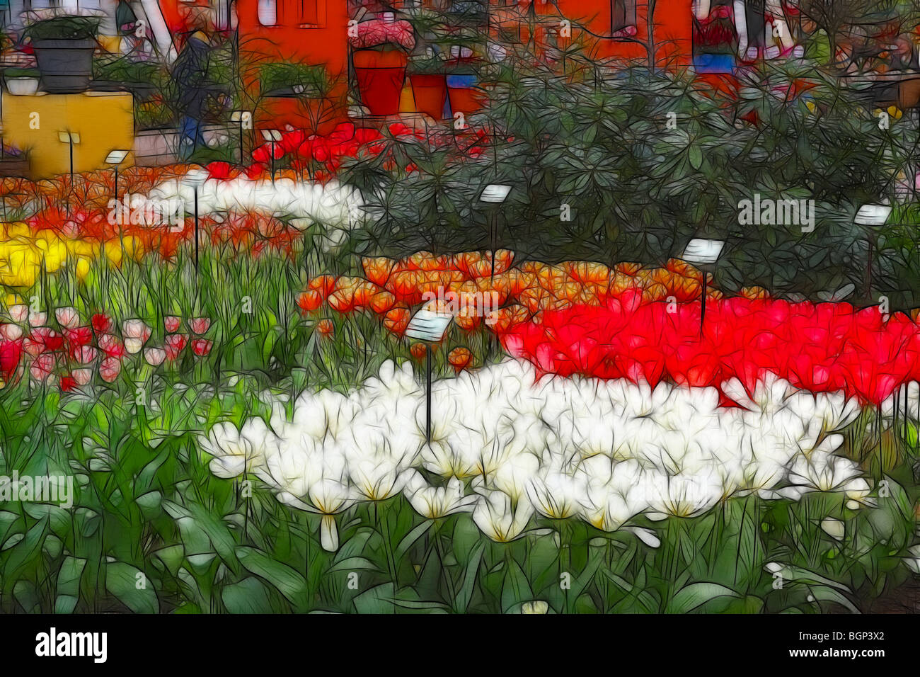 Illustrazione della foto: visualizza di tulipani in vendita presso un centro giardino in primavera Foto Stock