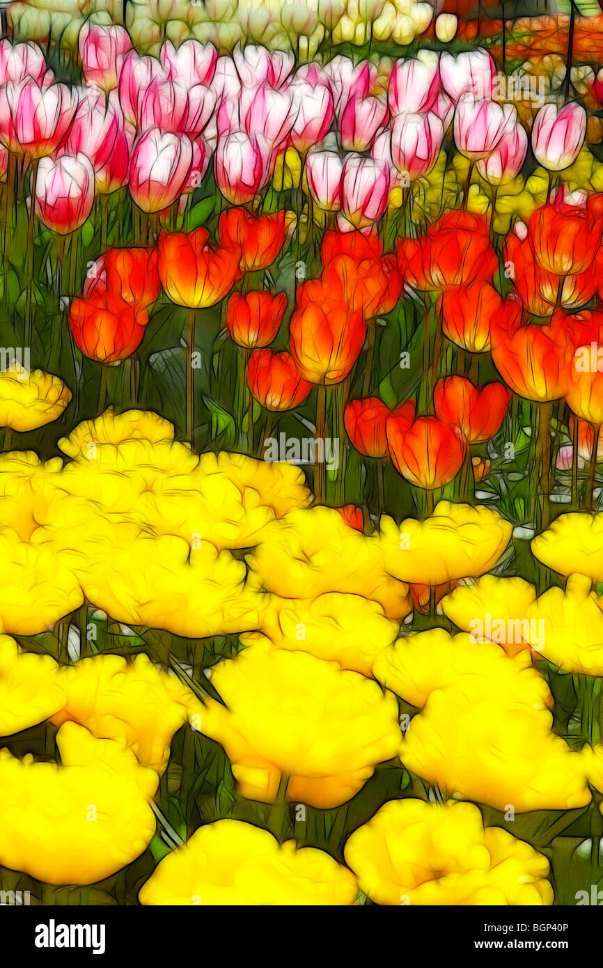 Illustrazione della foto: visualizza di diverse varietà di tulipani in primavera Foto Stock