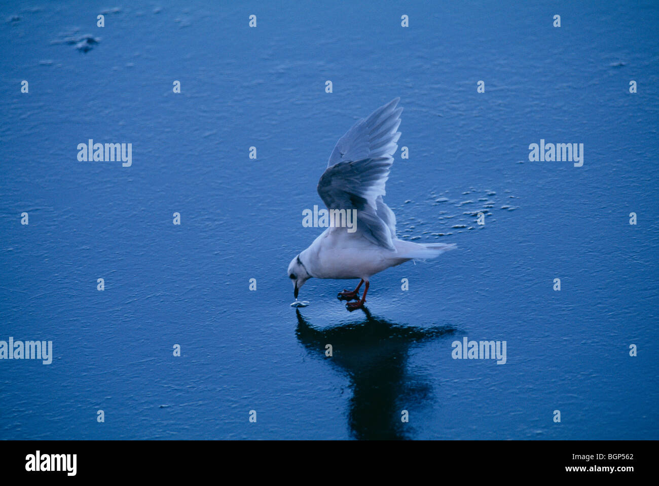Un uccello su ghiaccio, Northpole. Foto Stock