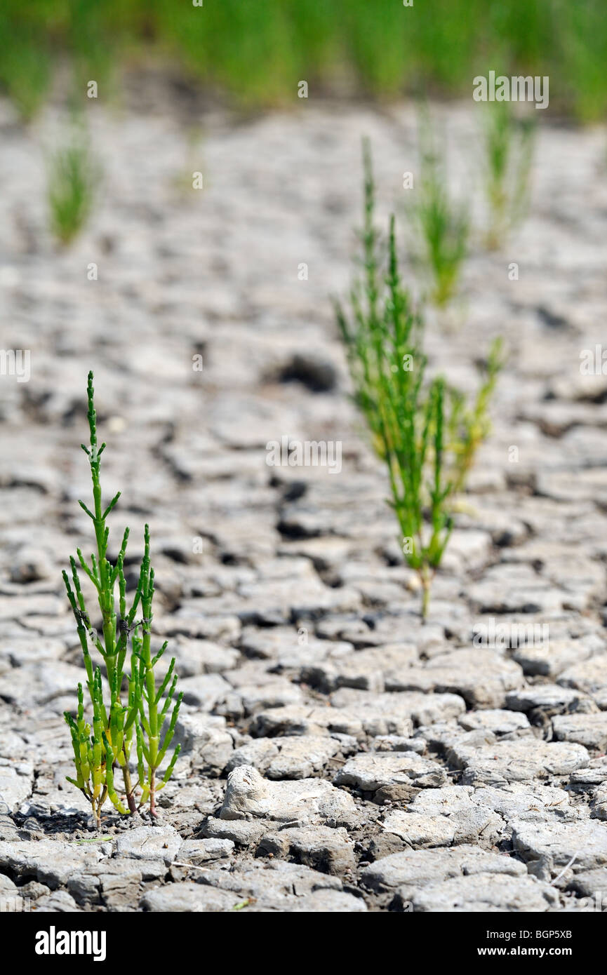 Marsh samphire (Salicornia europaea) cresce in essiccato incrinato up fango in mudflat dopo una prolungata siccità in estate a saltmarsh Foto Stock
