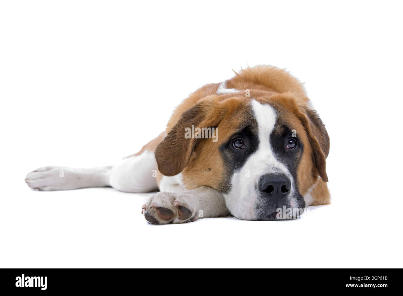 Cane portachiavi bambina - Pays du Saint-Bernard