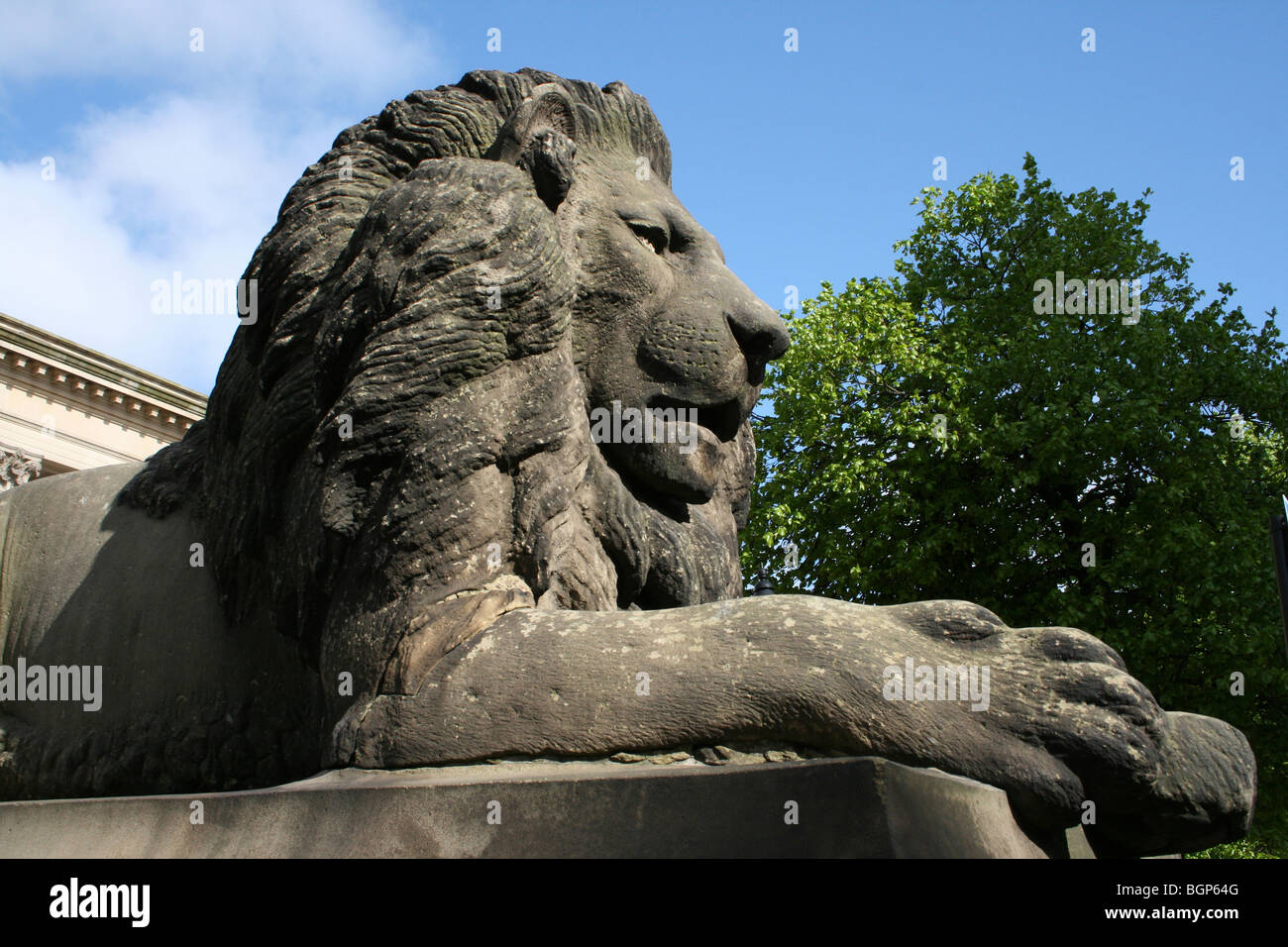 Uno dei quattro statue di leoni al di fuori di St George's Hall, Liverpool, Merseyside, Regno Unito Foto Stock