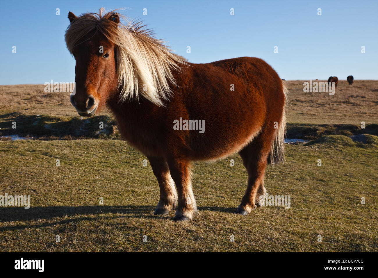 Dartmoor pony sulla collina del granaio, Whitchurch comune vicino a Tavistock, Devon Foto Stock