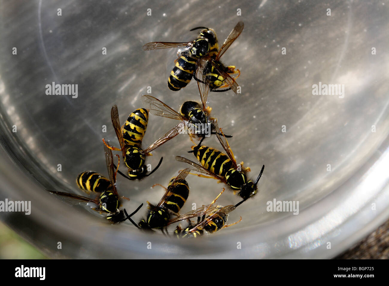 Wasp, close-up. Foto Stock