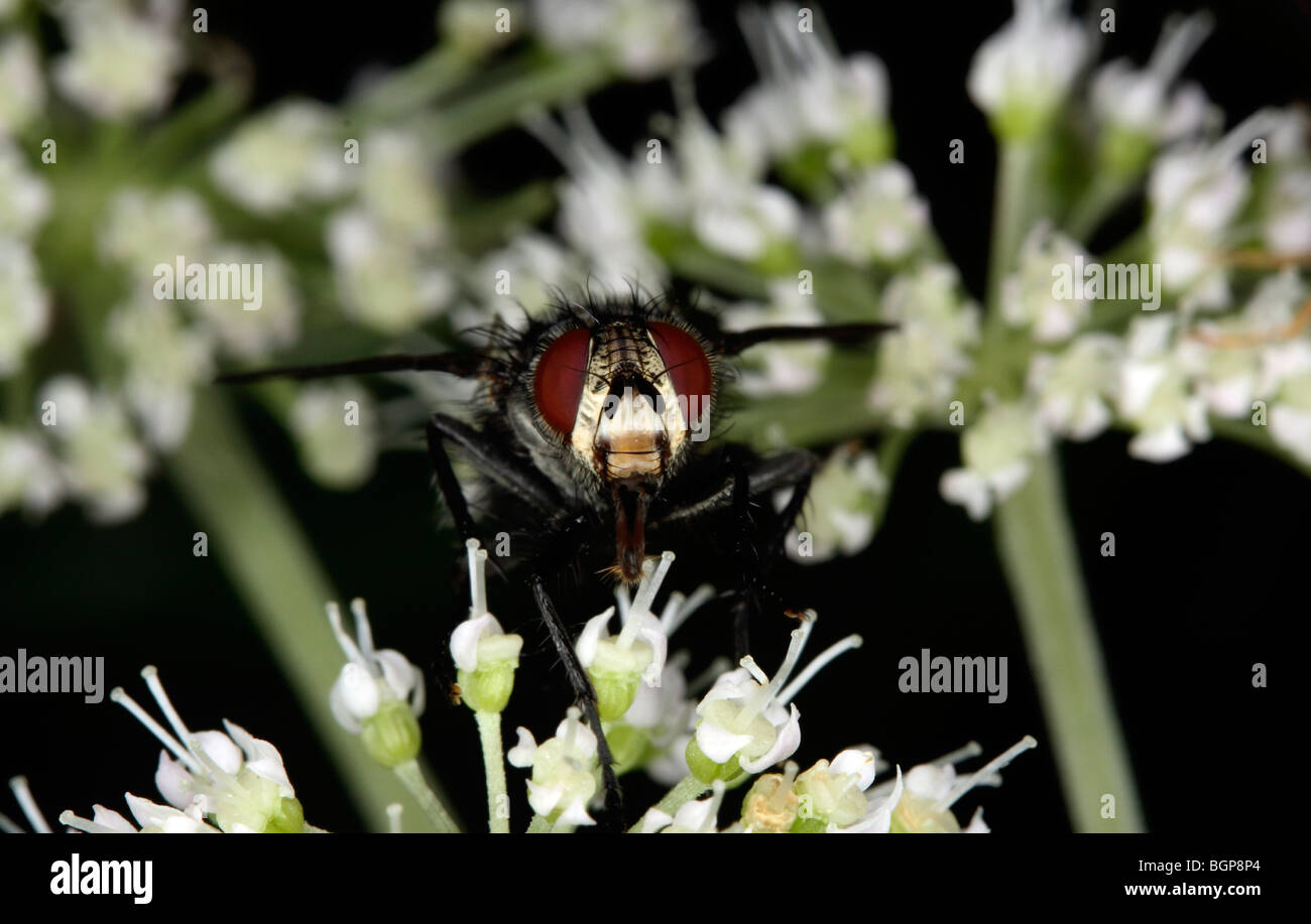 Una mosca parassita, close-up. Foto Stock