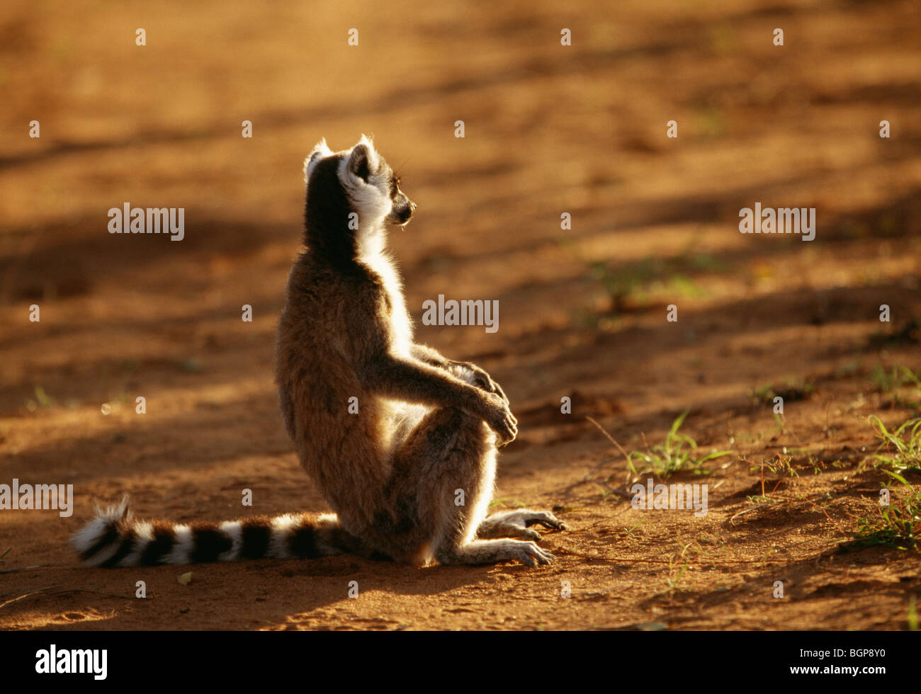 Un lemure seduto a terra, Madagascar. Foto Stock