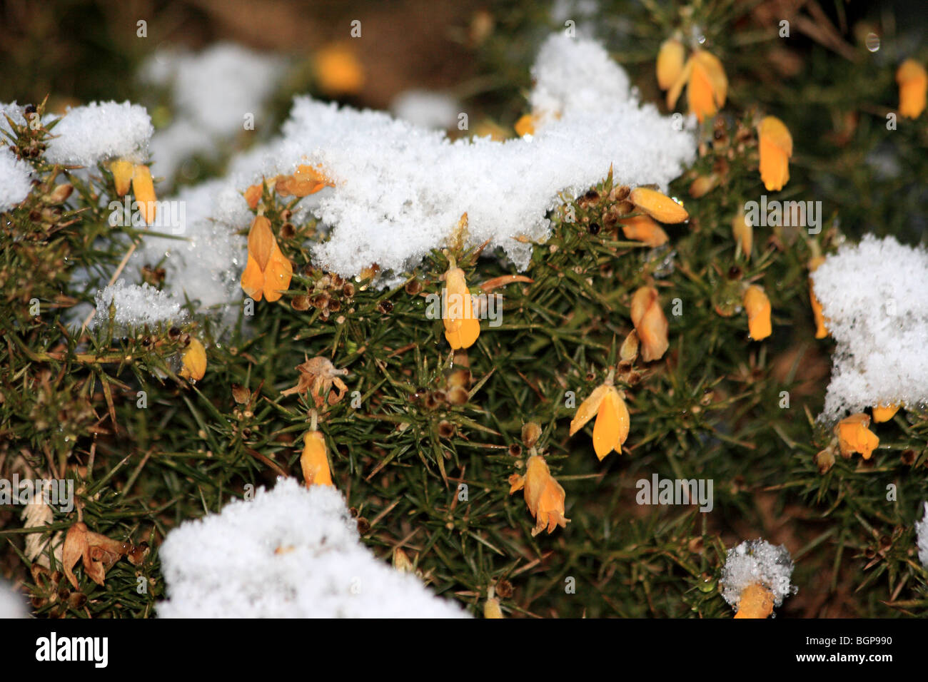 Gorse furze furse whin Ulex è un genere di circa 20 specie di piante spinose di arbusti sempreverdi Foto Stock