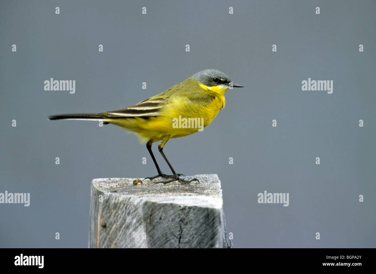 A testa grigia / dark-headed wagtail (Motacilla flava thunbergi) appollaiato sul palo di recinzione, Finlandia Foto Stock