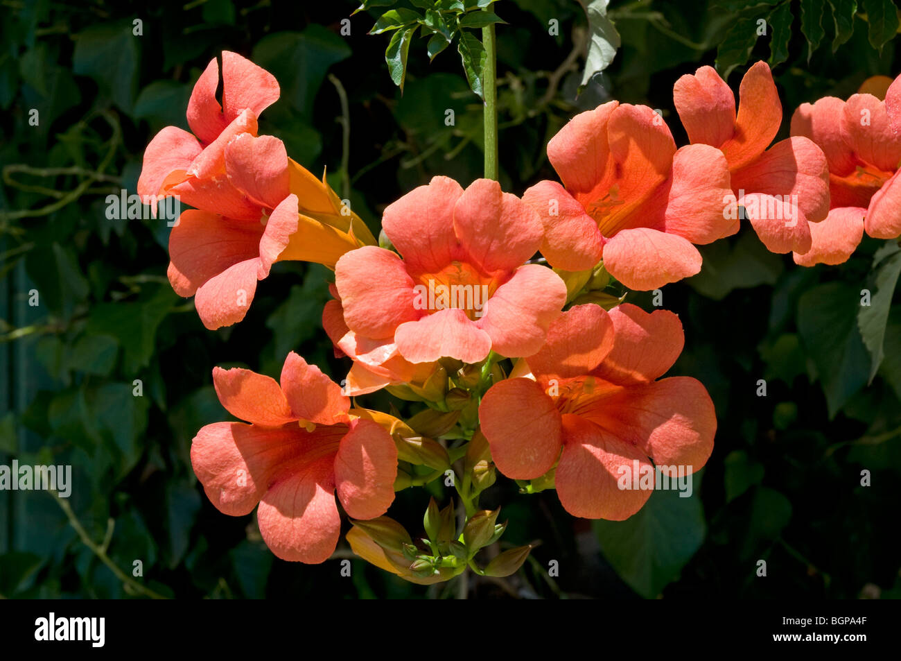 Fiori di tromba della vigna, Campsis radicans, una vigorosa scalatore di latifoglie Foto Stock