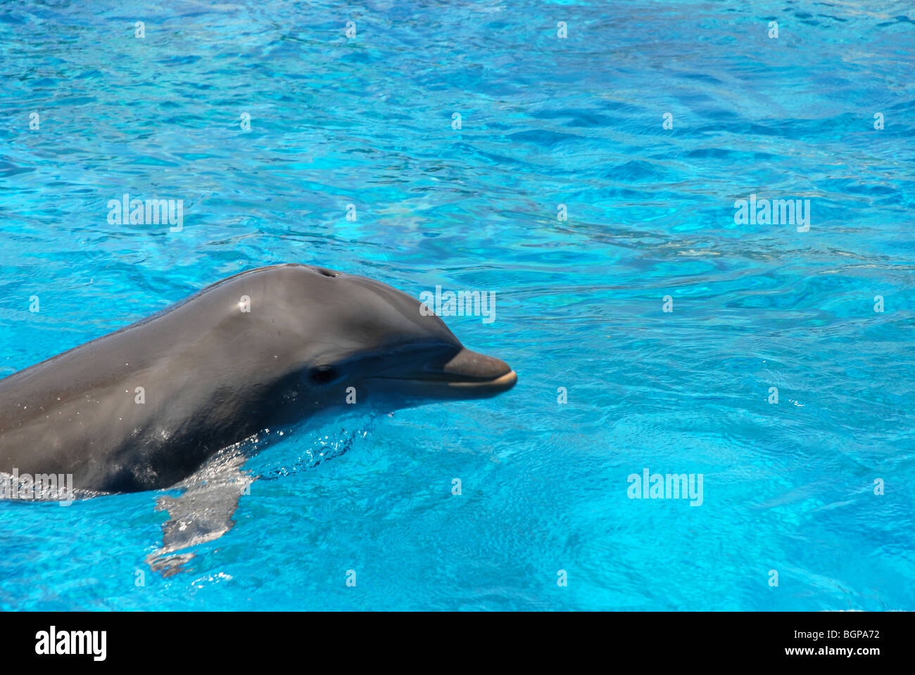 Dolphin, Mundomar, Benidorm, Alicante provincia, Comunidad Valenciana, Spagna Foto Stock