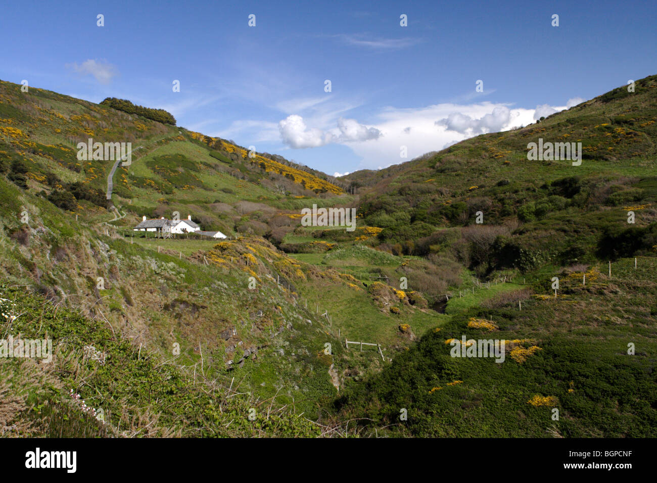 West Mill, Marsland Valley, Devon Cornovaglia confine con Nero pecore delle Ebridi Foto Stock