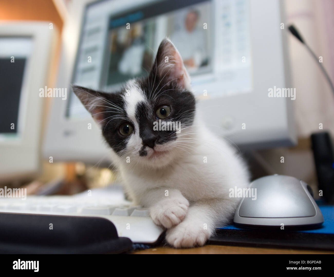 Kitten seduti davanti al computer Foto Stock