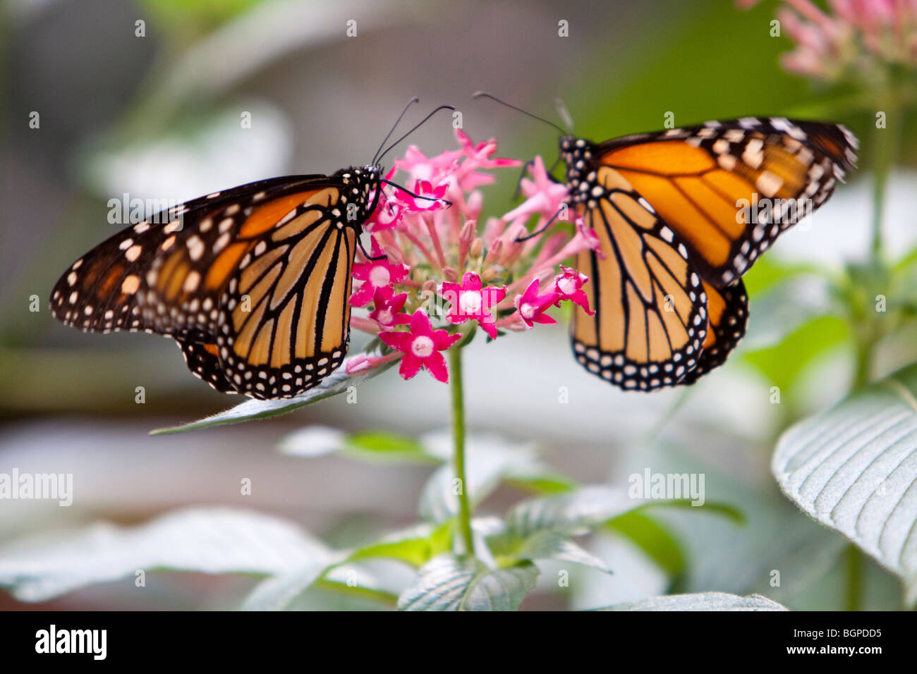 Due farfalle monarca illuminato su un fiore. Foto Stock