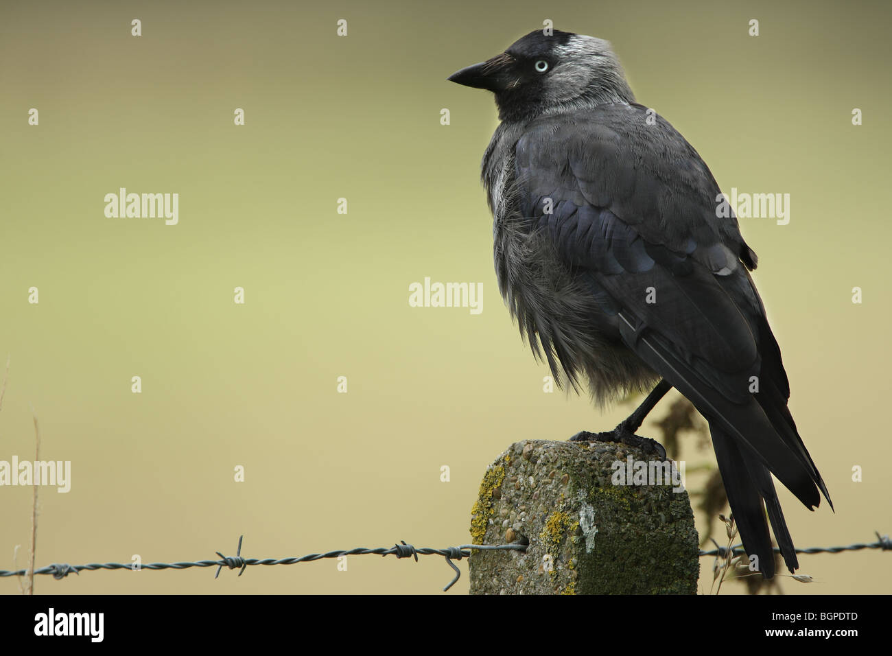 La Cornacchia occidentale (Corvus monedula) in pole, Belgio Foto Stock