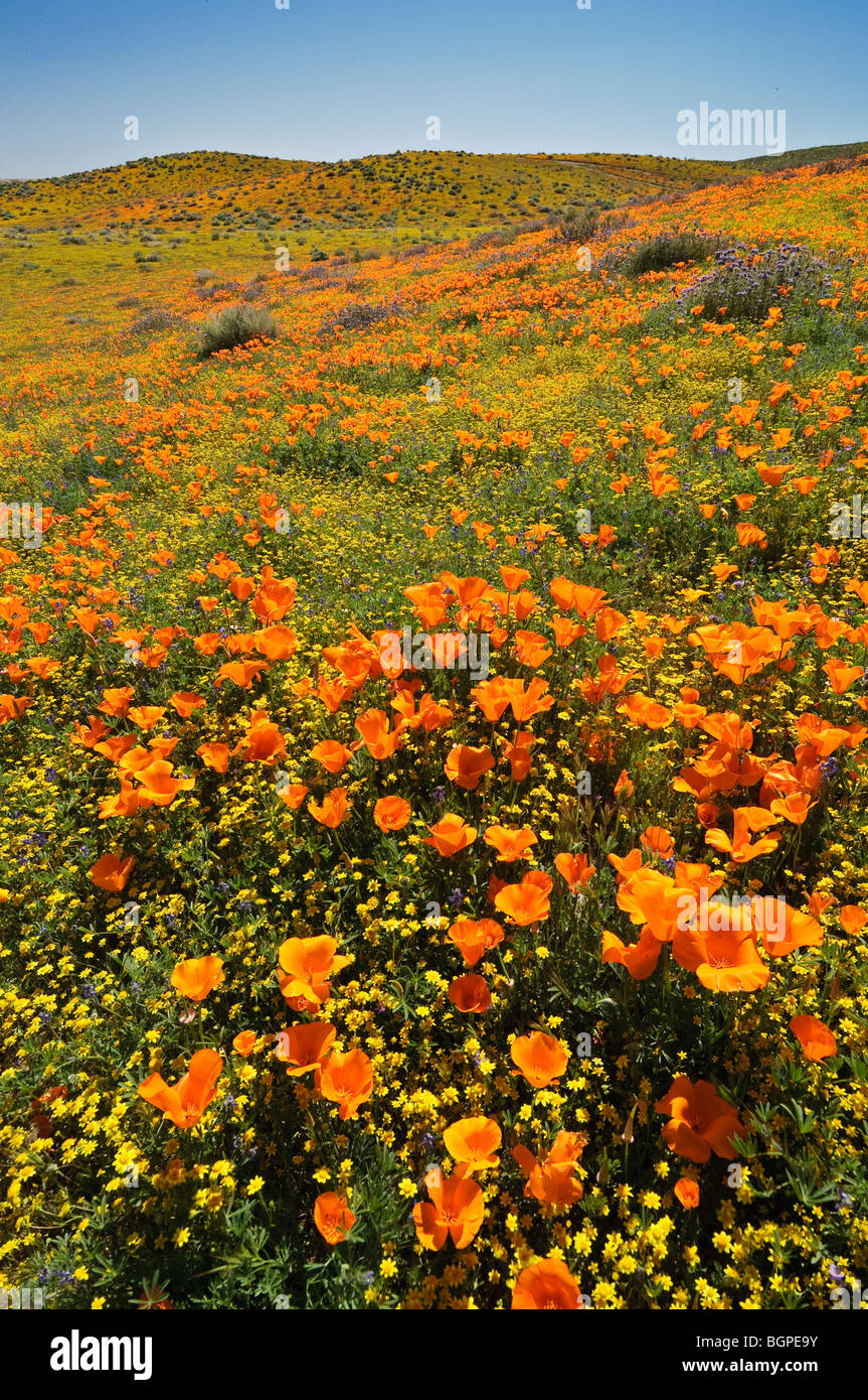 Papaveri e Goldfields, Antelope Valley, California. Foto Stock