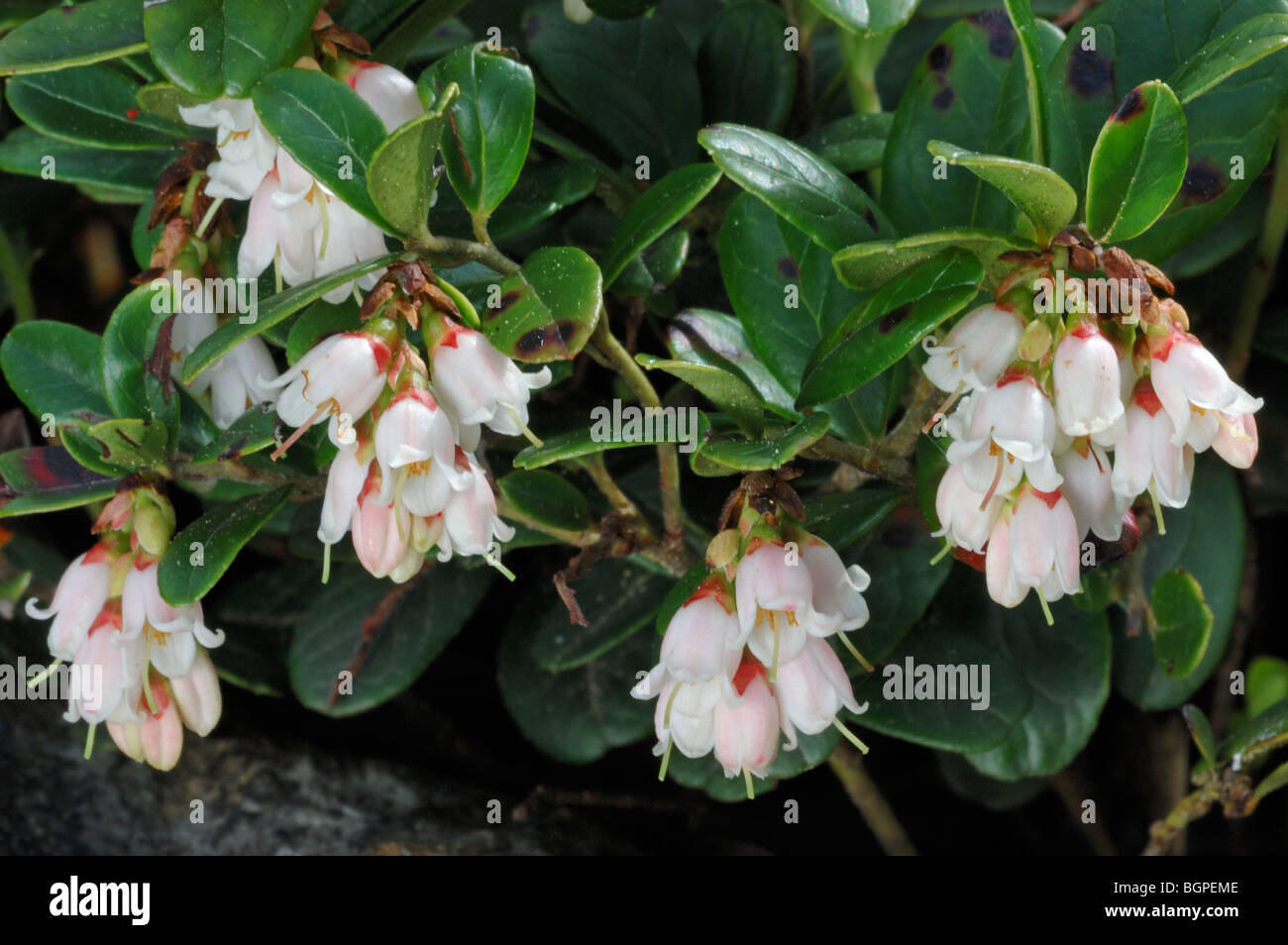 Lingonberry / cowberry / lowbush mirtillo rosso (vaccinium vitis-idaea) in fiore, Europa Foto Stock