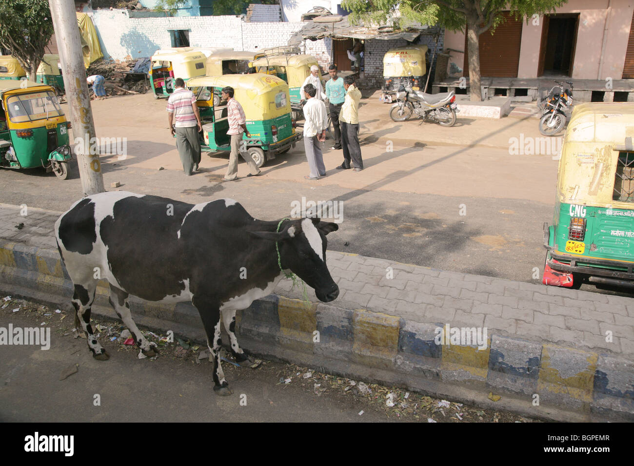 Vacca sacra e tuktuks, Jaipur India. Foto Stock