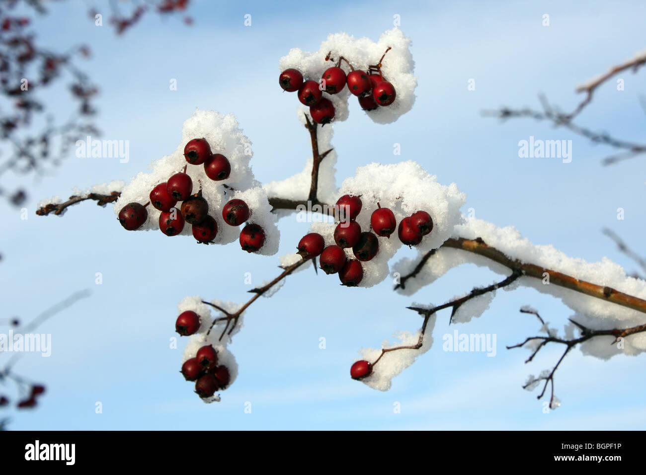 Snowy Hawthorne bacche in inglese siepe al tempo di Natale Foto Stock