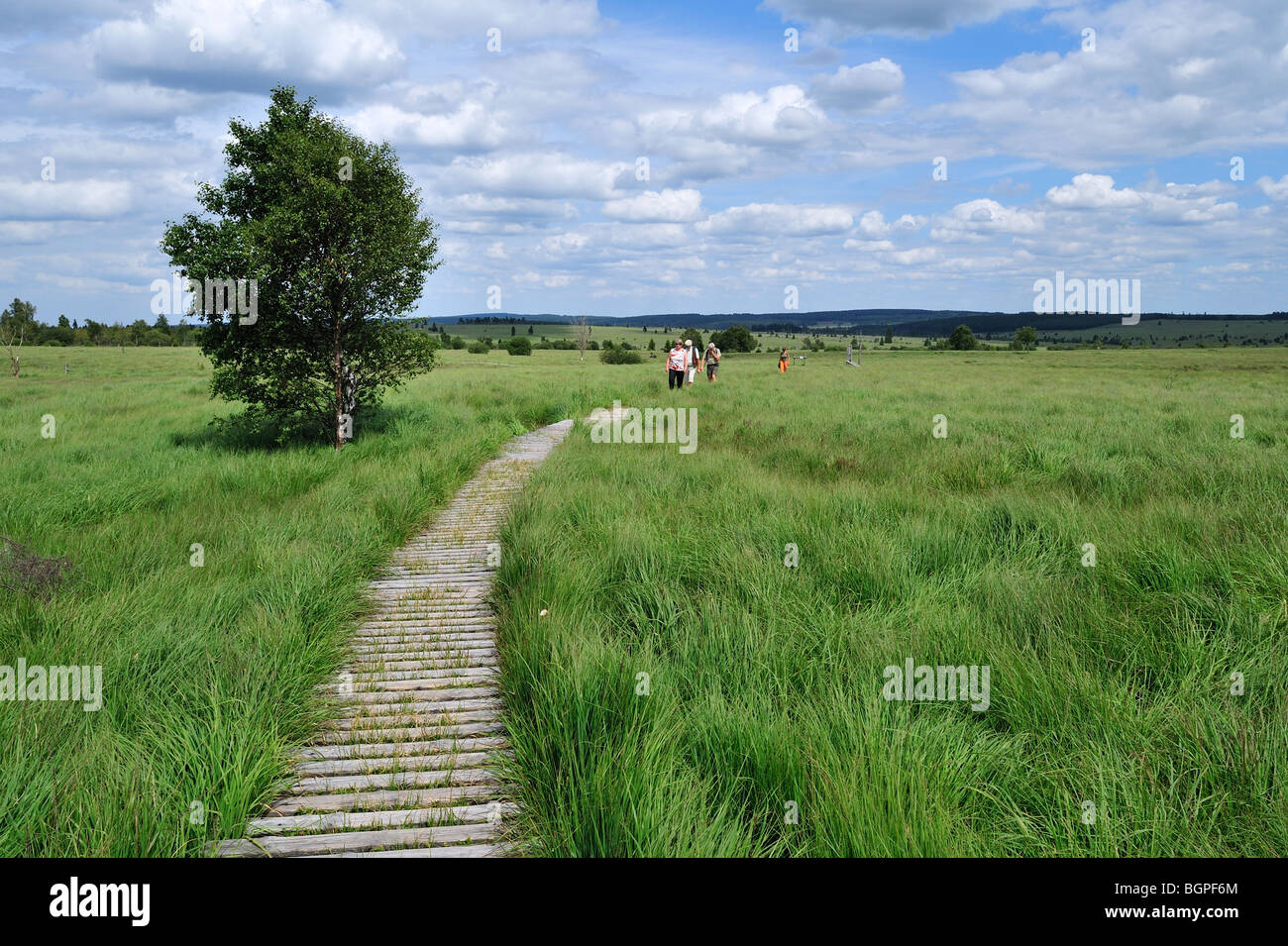 Passerella in legno nella brughiera del fragile ecosistema Hautes Fagnes / Hautes Fagnes, Ardenne belghe, Belgio Foto Stock