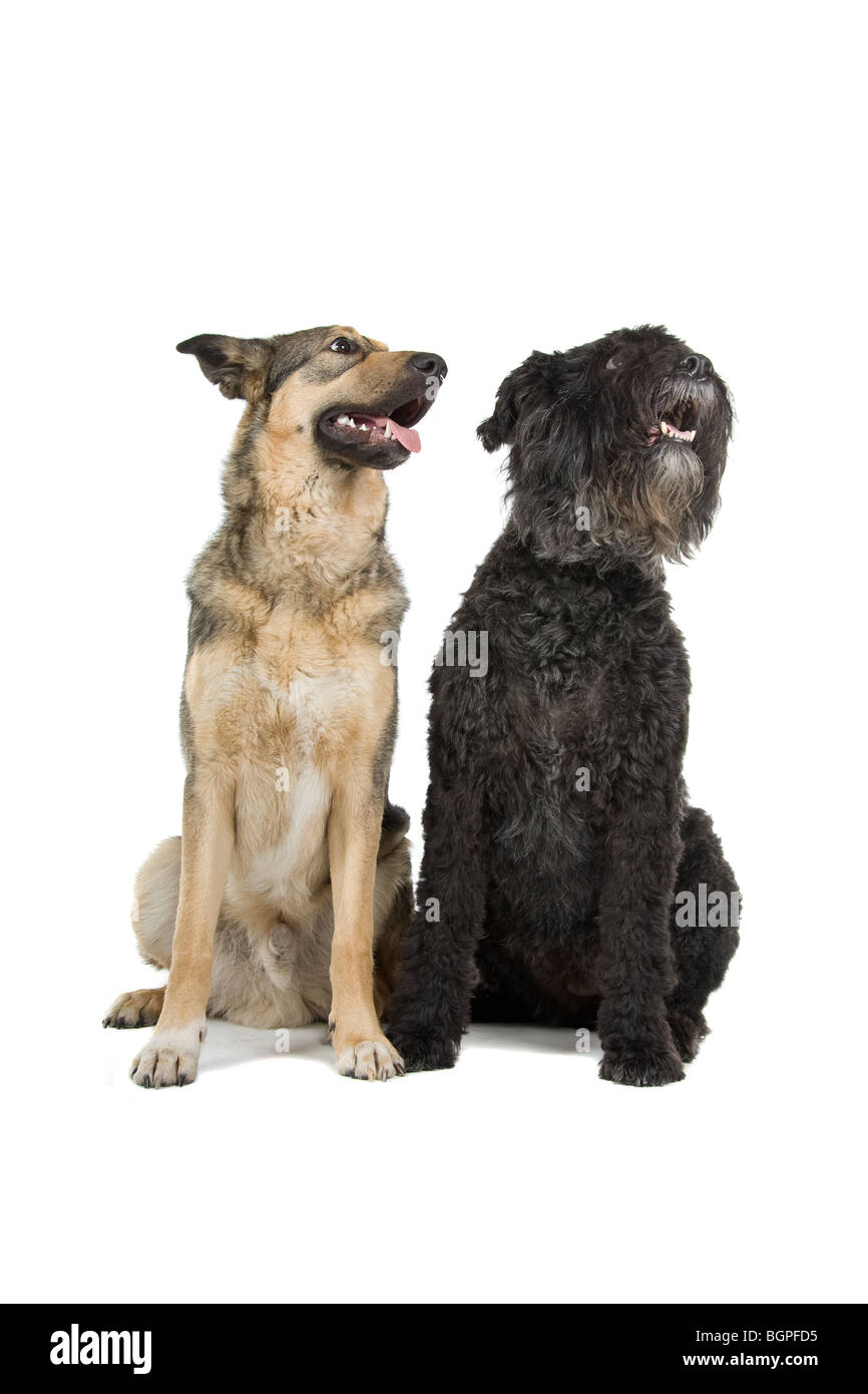 Un vecchio Bouvier des Flandres e di un giovane di razza mista parte il cane pastore isolata contro uno sfondo bianco. Foto Stock