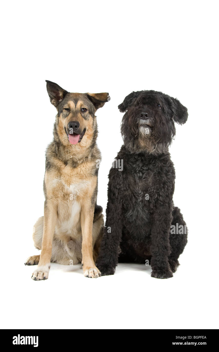 Un vecchio Bouvier des Flandres e di un giovane di razza mista parte il cane pastore isolata contro uno sfondo bianco. Foto Stock