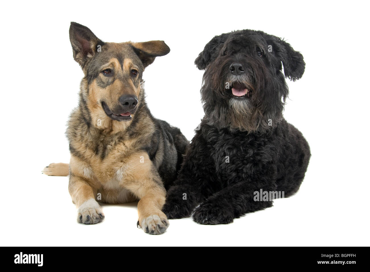 Un vecchio Bouvier des Flandres e di un giovane di razza mista parte il cane pastore isolata contro uno sfondo bianco. Foto Stock