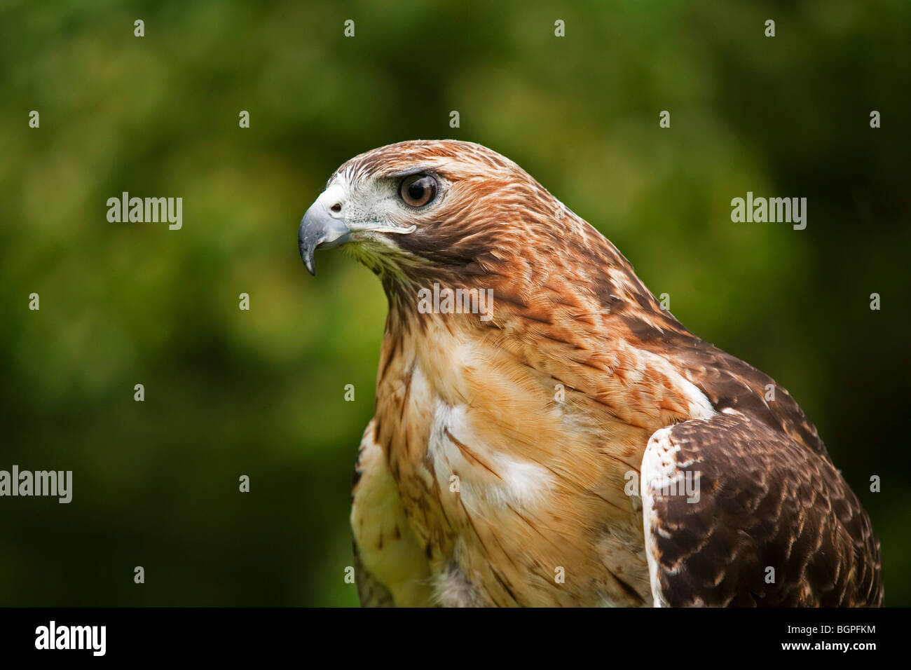 Close up di un Rosso Tailed Hawk Buteo jamaicensis Foto Stock